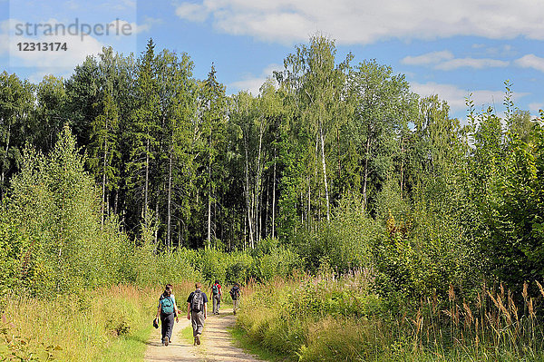 Lettland  Wanderer im Wald am Zebrus-See