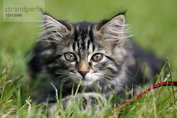 Seine und Marne. Nahaufnahme eines 11 Wochen alten Kätzchens (weiblich)  das im Gras liegt. Norwegisches Waldkätzchen
