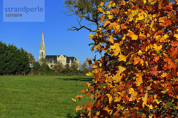 Frankreich Europa Herbst in der Landschaft von Nantes Weinberge