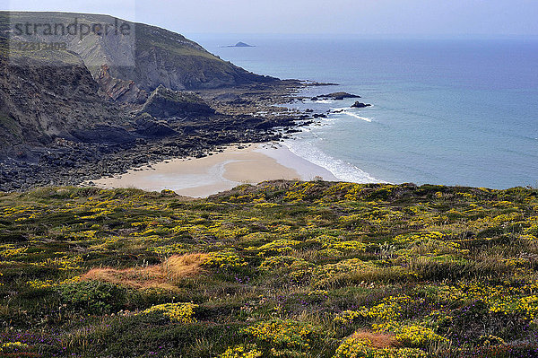 Frankreich  Bretagne  Finistere  blühende Heidelandschaft zwischen der Pointe de Dinan und dem Cap de la Chevre  Halbinsel Crozon