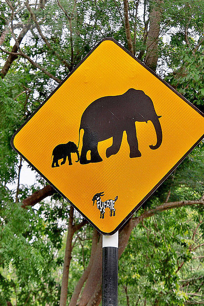 Asien  Sri Lanka  Verkehrsschild  das vor wilden Elefanten warnt