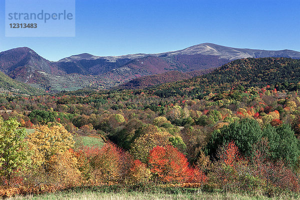 Frankreich  Aude  Herbstlandschaft nach Le Bosquet  Wildkirsche  Pic Dormidou