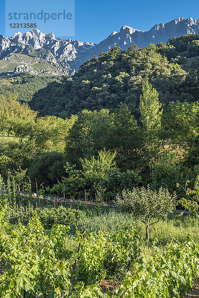 Spanien  Asturien  Nationalpark de los Picos de Europa  Poncebos  Liebana-Tal  Jakobsweg  Landschaft mit Weinbergen bei Potes