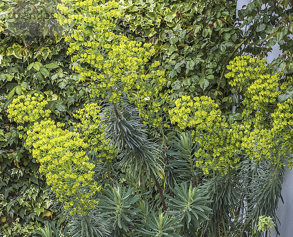 Frankreich  Mittelmeer-Wolfsmilch  Euphorbia characias
