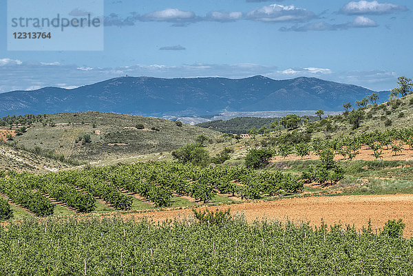 Spanien  autonome Gemeinschaft Aragonien  ländliche Landschaft mit Mandelbäumen  Weinbergen und Kirschen