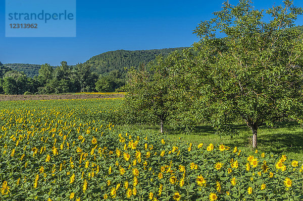 Frankreich  Lot  Regionaler Naturpark Causses du Quercy  unteres Lot-Tal  Walnussbäume und Sonnenblumenfeld entlang des Flusses Lot