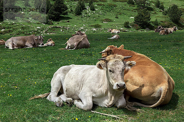 Spanien  Katalonien  Val de Nuria  Kühe und Kälber auf einer Wiese