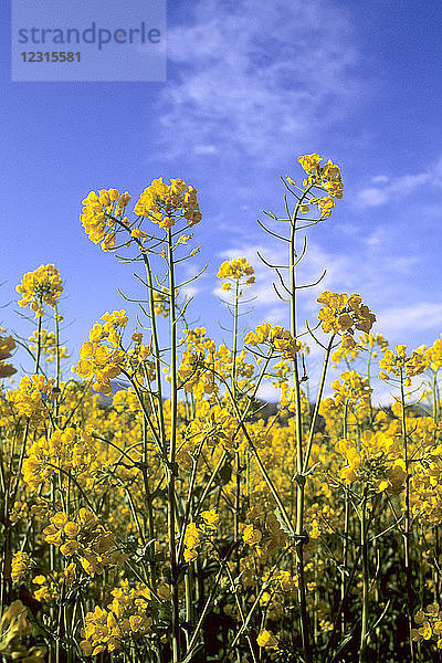 Blumen  Raps  Sorghum