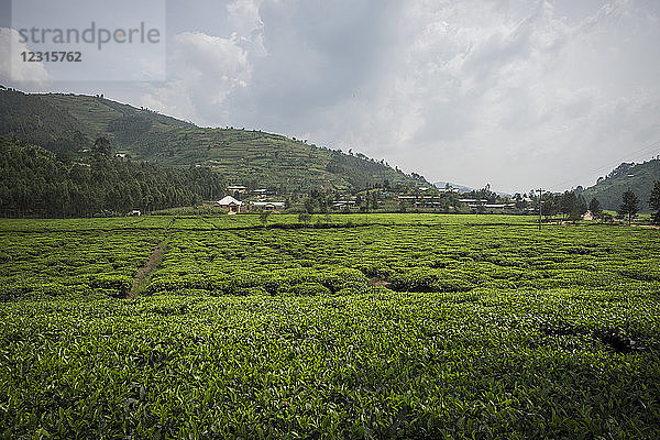 Ruanda  Umgebung von Byumba  Teeanbau