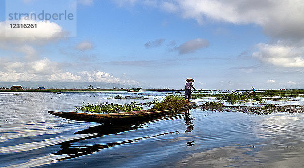 Asie Myanmar Shan-Staaten Intha-Bauern paddeln über den Inle-See  Der Bootstransport von Seegras; organischer Dünger; Wasserhyazinthen; der See wird durch die eindringende Wasserhyazinthe bedroht