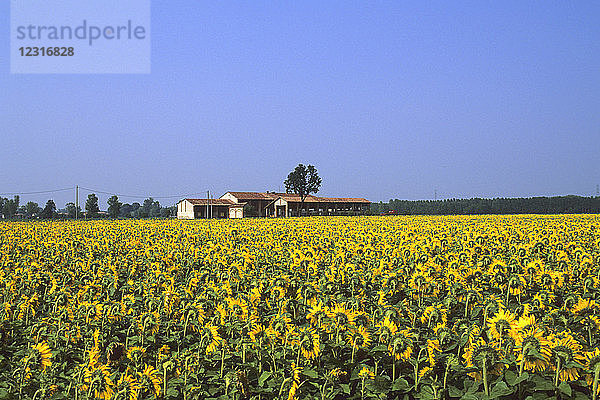 Sonnenblumen