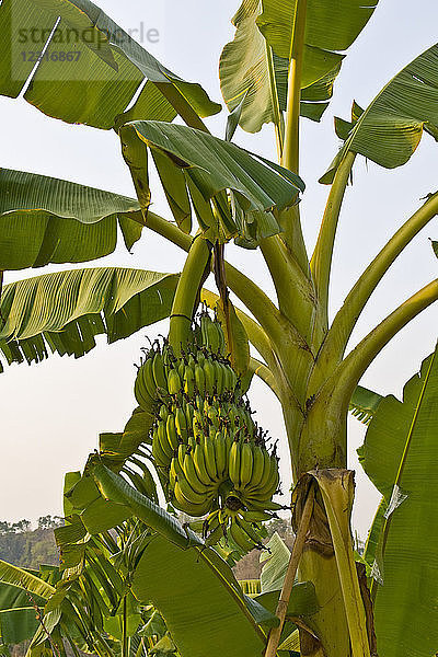 Obst  Bananen
