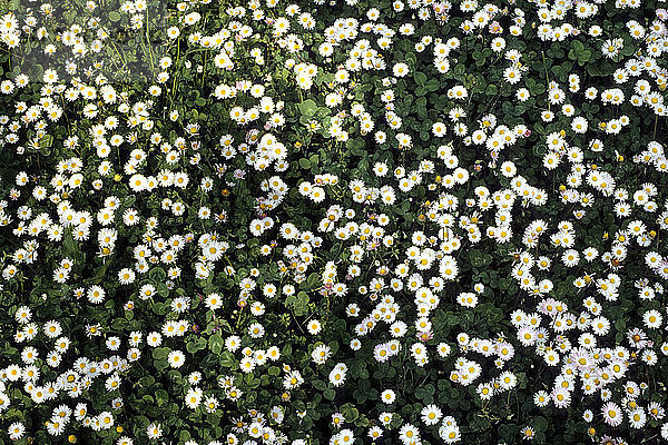 Blumen  Gänseblümchen  Gänseblümchen