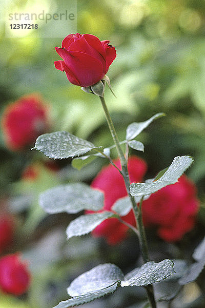 Blumen  Rose  Rosen