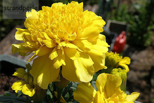 Blume  Tagetes