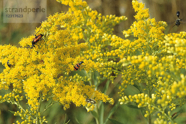 Blumen  Feldblumen