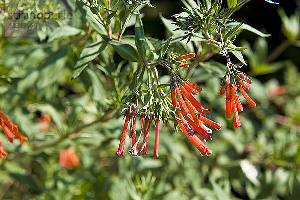 Bouvardia triphylla rubiaceae