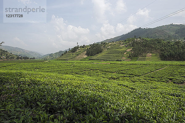 Ruanda  Umgebung von Byumba  Teeanbau