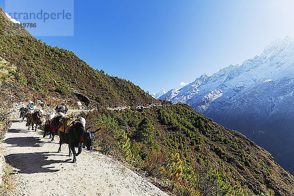 Yak auf dem Weg zum Everest-Basislager  Sagarmatha-Nationalpark  UNESCO-Weltkulturerbe  Khumbu-Tal  Nepal  Himalaya  Asien