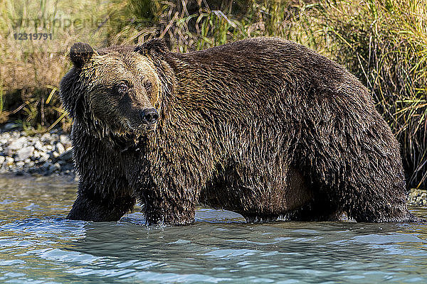 Grizzlybär (Braunbär) (Ursus arctos) am Crescent Lake  Lake Clark National Park and Preserve  Alaska  Vereinigte Staaten von Amerika  Nordamerika