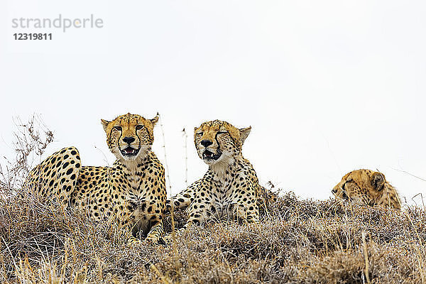 Gepard (Acinonyx jubatus)  Ngorongoro-Krater-Schutzgebiet  UNESCO-Welterbe  Tansania  Ostafrika  Afrika
