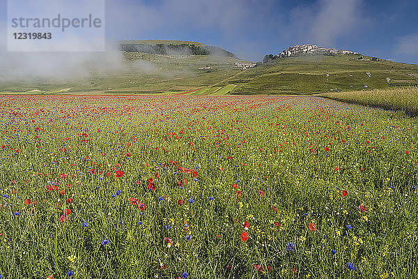 Blick auf Wildblumenwiese und Castelluccio di Norcia  Monte Sibillini Berge  Umbrien  Italien  Europa