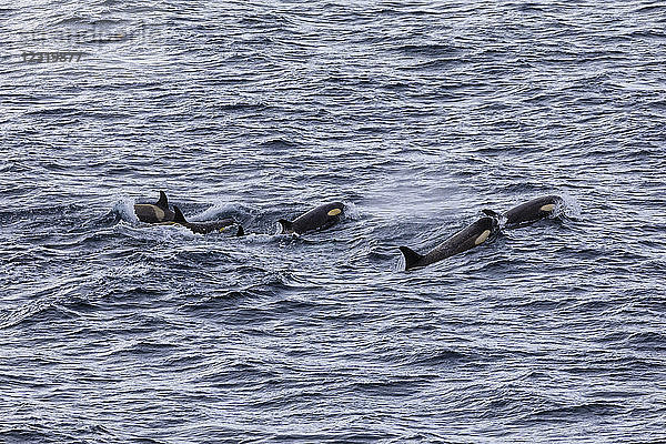 Gruppe von Schwertwalen des Typs B (Orcinus orca) mit Gelbstich aufgrund von Kieselalgen  Gerlache Strait  Antarktische Halbinsel  Antarktis  Polarregionen