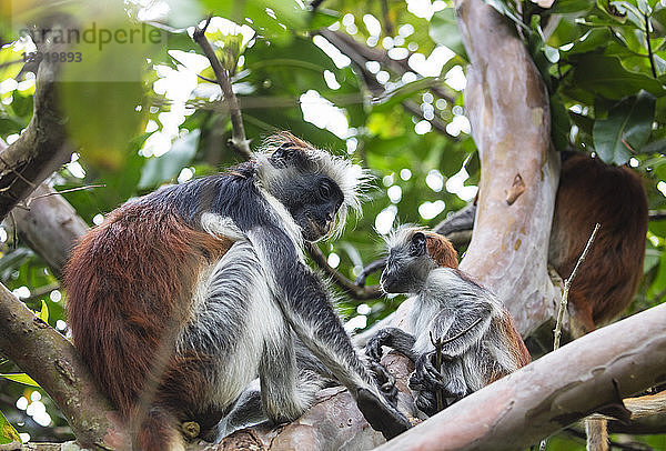 Endemischer Roter Colobus-Affe (Piliocolobus)  Jozani Forest  Jozani Chwaka Bay National Park  Insel Sansibar  Tansania  Ostafrika  Afrika