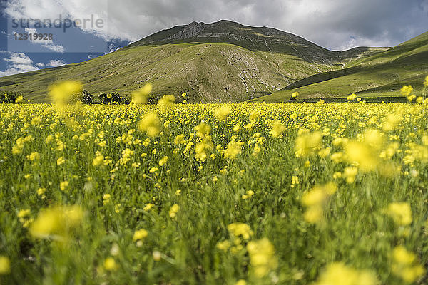 Blühende Linsen auf dem Piano Grande  Nationalpark Monte Sibillini  Umbrien  Italien  Europa