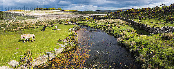 Dartmoor-Landschaft  Devon  England  Vereinigtes Königreich  Europa