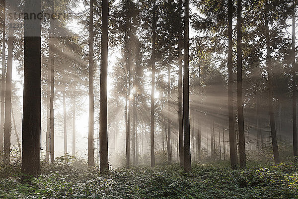 Sonnenstrahlen in einem Wald  Moseltal  Rheinland-Pfalz  Deutschland  Europa
