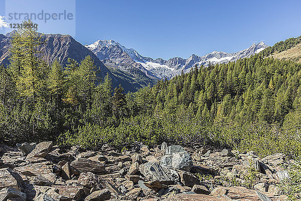 Monte Disgrazia vom Valle di Chiareggio aus gesehen  Malenco-Tal  Provinz Sondrio  Valtellina  Lombardei  Italien  Europa