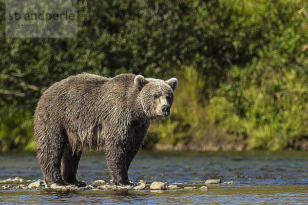Grizzlybär (Braunbär) (Ursus arctos)  Moraine Creek (Fluss)  Katmai National Park and Reserve  Alaska  USA.