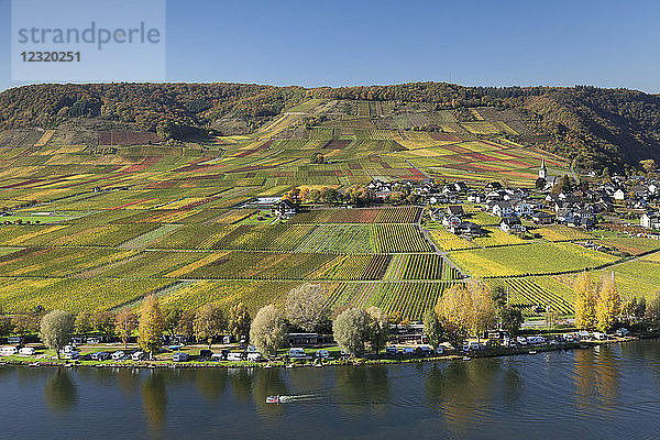 Weinberge im Herbst  bei Beilstein  Rheinland-Pfalz  Deutschland  Europa