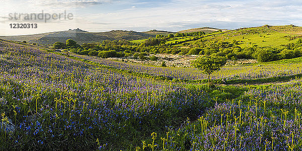Blauglocken im Frühling  Dartmoor National Park  Devon  England  Vereinigtes Königreich  Europa