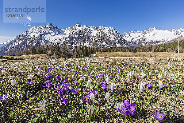 Krokus während der Frühlingsblüte  Entova-Alm  Malenco-Tal  Provinz Sondrio  Valtellina  Lombardei  Italien  Europa