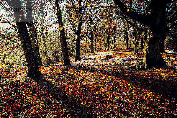 Herbstwälder  Schottland  Vereinigtes Königreich  Europa