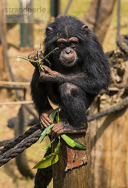 Schimpansen-Waise im Tacugama-Schimpansen-Schutzgebiet  Sierra Leone  Westafrika  Afrika