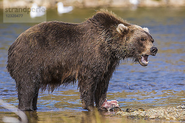 Grizzlybär (Braunbär) (Ursus arctos)  Moraine Creek (Fluss)  Katmai National Park and Reserve  Alaska  Vereinigte Staaten von Amerika  Nordamerika