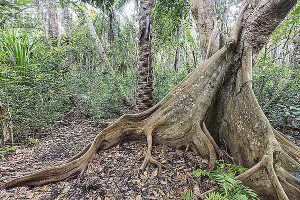 Banyanbaum (Vorhangfeigenbaum) (Ficus microcarpa)  Jozani Forest  Jozani Chwaka Bay National Park  Insel Sansibar  Tansania  Ostafrika  Afrika