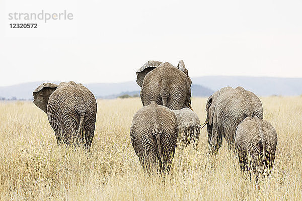 Familie des Afrikanischen Elefanten (Loxodonta africana)  Serengeti-Nationalpark  UNESCO-Welterbe  Tansania  Ostafrika  Afrika