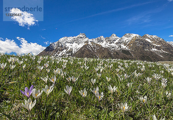 Nahaufnahme eines blühenden Krokus  Alpe Braccia  Malenco-Tal  Provinz Sondrio  Valtellina  Lombardei  Italien  Europa