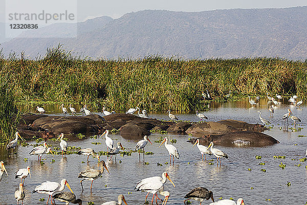 Gelbschnabelstorch (Mycteria ibis) und Flusspferd (Hippopotamus amphibius) an einem Wasserloch  Lake Manyara National Park  Tansania  Ostafrika  Afrika