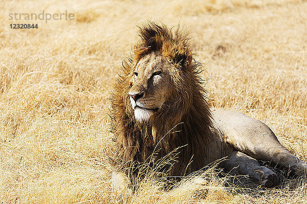 Löwe (Panthera leo)  Ngorongoro-Krater-Schutzgebiet  UNESCO-Welterbe  Tansania  Ostafrika  Afrika