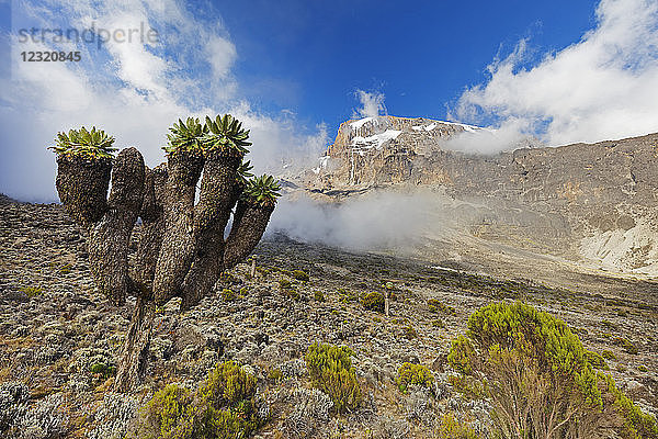 Lobelia morogoroensis-Pflanzen  Kilimanjaro-Nationalpark  UNESCO-Welterbe  Tansania  Ostafrika  Afrika