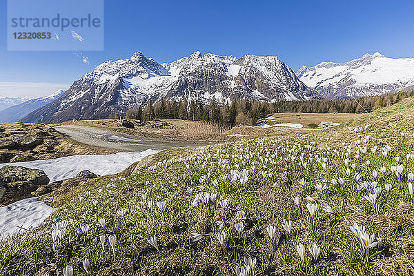 Blühender Krokus  Entova-Alm  Malenco-Tal  Provinz Sondrio  Valtellina  Lombardei  Italien  Europa