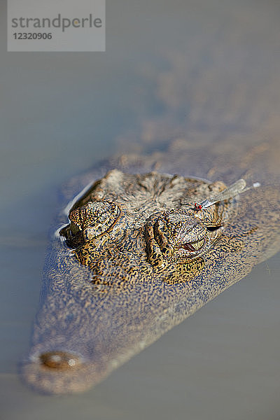 Nilkrokodil (Crocodylus niloticus)  Krüger-Nationalpark  Südafrika  Afrika