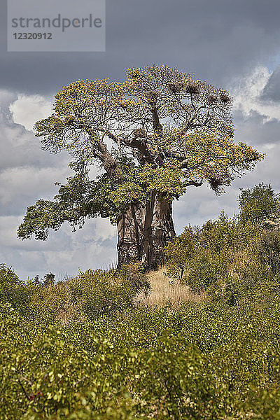 Affenbrotbaum (Adansonia digitata)  Kruger National Park  Südafrika  Afrika