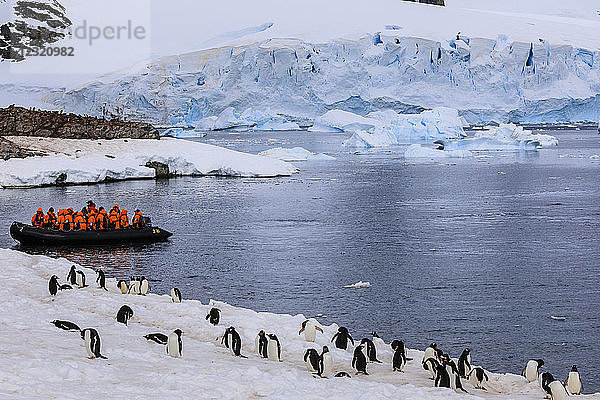 Eselspinguine (Pygoscelis papua)  Touristen auf einem Zodiac und blauer Gletscher  Cuverville Island  Antarktische Halbinsel  Antarktis  Polarregionen