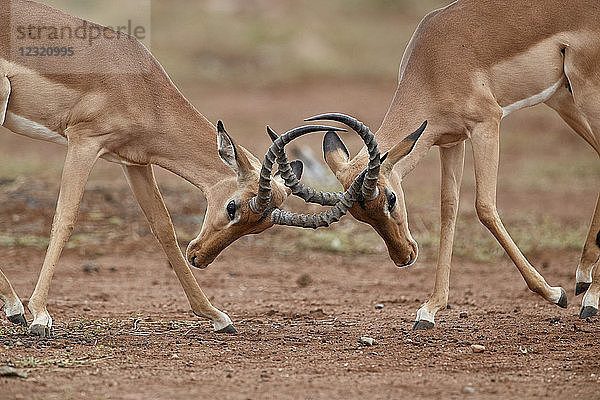 Impala (Aepyceros melampus) Böcke beim Sparring  Krüger-Nationalpark  Südafrika  Afrika